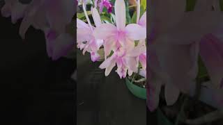 Experience the Beauty of Orchids on Show [upl. by Lexi]