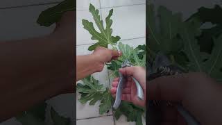 My Journey in Propagating Longue dAout LdA Fig tree A Tale of Figs and Growth  Episode 14 [upl. by Leary558]