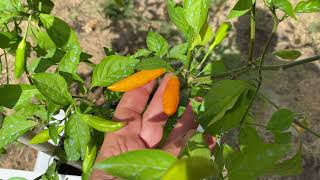 SemiStraniit  Aji Cito Hot Pepper  Capsicum Baccatum 50000 Shu [upl. by Ydnys]