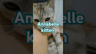 Cat acting like Annabelle doll catvideos kitten annabelle [upl. by Lurlene288]