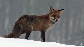 How Animals Survive the Winter Wildlife Documentary [upl. by Hultin340]