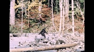 Bigfoot caught on tape Patterson footage stabilized [upl. by Ilera]