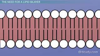 Lipid Bilayer Definition Structure amp Function [upl. by Solokin322]