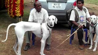 chippiparai hounds in mysore dog show 2012 [upl. by Noirda962]