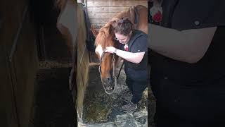 Penn Foster Externship 2 Skill 39 Applying an Equine Halter [upl. by Tips528]