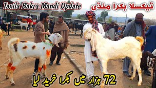 Friday Bakra Mandi Taxila Latest Update 22 March 2024  72K Ma Soda Qurbani Bakra Eid [upl. by Zsa Zsa131]