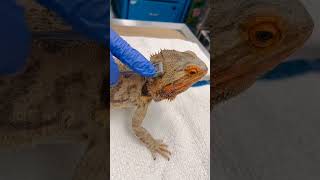 CornellVet detects bearded dragons pulse rate using ultrasonic Doppler flow detector  Shorts [upl. by Washington950]