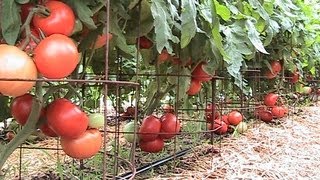 Organic Pepper Update Compost Tea Moringa amp 150 lbs of Heirloom Tomatoes [upl. by Widera]