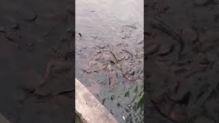 Fishing parkfunnyvideo subscribe animals shorts tranding shortvideo fish [upl. by Eugine448]