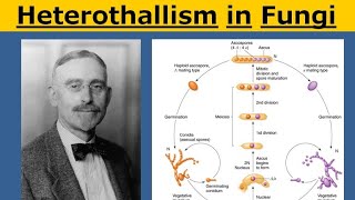 Heterothallism in Fungi [upl. by Celinka]