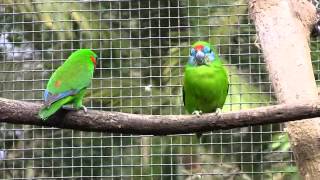 Fig Parrots [upl. by Ydnic]