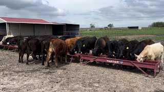 Preconditioning Calves [upl. by Nedi743]