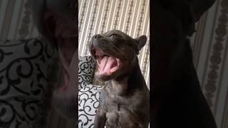 Cute Talking French Bulldog Zephirka 2 🔊 dog animals bulldog [upl. by Alaik]