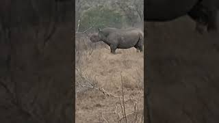 Endangered Black Rhino Bull thinking about charging us wildlife [upl. by Eidob652]