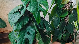 Heartleaf Philodendron  🌿 Broken Heart Plant Care 💕 🏡 [upl. by Allyn]