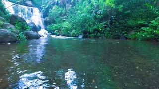 nature sounds youtube sleep sounds relaxing bird sounds 3 hours of nature sounds [upl. by Jankey595]