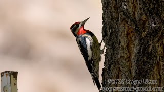 HDObservations  RedNaped Sapsucker 4K UHD [upl. by Seavir]