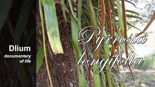 Rubyung Pyrrosia longifolia  part 2 [upl. by Dasteel]