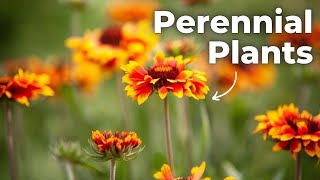 The Ultimate Guide to Perennial Plants Low Maintenance amp High Beauty [upl. by Ahsinelg]