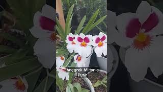 Anggrek Miltonia Putih [upl. by Gennaro]