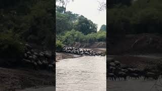 Great Wildebeest Migration in Tanzania [upl. by Adnilreb]