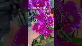 Tabernaemontana divaricata flowers shorts short shortvideo trending satisfafying reels asmr [upl. by Riancho236]