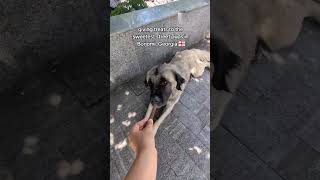 Street Pups in Borjomi Georgia 🇬🇪 [upl. by Willett]