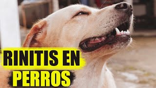 Rinitis en Perros Causas y Tratamiento [upl. by Alamat]