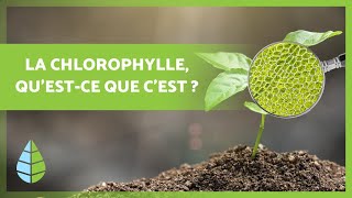 Questce que la CHLOROPHYLLE 🌿 Fonction types et bien plus 👇 [upl. by Cavanaugh]