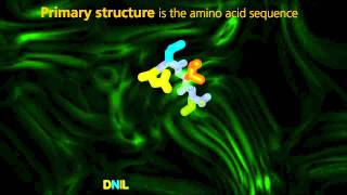 Protein Structure  University Of Surrey [upl. by Frear]