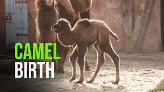 Camel Born at DierenPark Amersfoort [upl. by Nosydam]