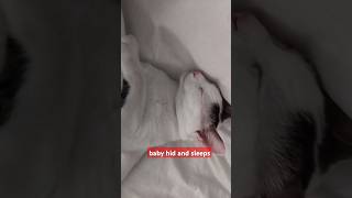 baby hid and sleeps animal cat котэ catlover кот cats cute кошка кошки pets [upl. by Juliet]