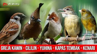 MASTERAN KOMBINASI CILILIN  GREJA KAWIN  YUHINA  KAPAS TEMBAK  KENARI [upl. by Auqenaj963]