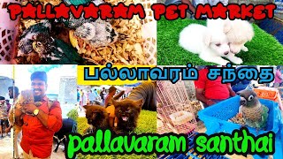 Pallavaram Pet Market  Friday Pets Market  Sunday Pet Market  Broadway Pet Market  Shopping Boyz [upl. by Estrellita]