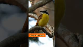 Great kiskadee bird sound 🧡 [upl. by Mirisola703]