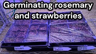 Germinating Rosemary and Strawberries [upl. by Mairhpe]