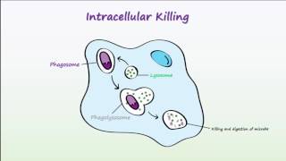 Phagocytosis [upl. by Ennad37]