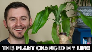 How This Plant Changed My Life Dracaena Fragrans [upl. by Herrah538]