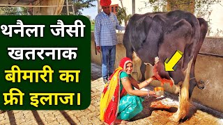 थनैला रोग का 100 घरेलू देसी उपचार  Mastitis Treatment in Cows Buffalo in Hindi [upl. by Anema]