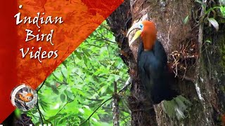 The Rufous Necked Hornbill Aceros nipalensis [upl. by Ahrendt238]