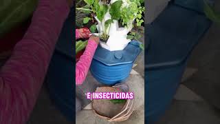 TE OFRESCO MASTES CLAS GRATUITA DE HIDROPONIA 💧🍓 ✅ GRUPO EN LA DESCRIPCION DEL VIDEO [upl. by Annaeel]