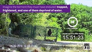 Larsen traps Undercover footage reveals suffering of wild birds in cruel trap [upl. by Quenby]