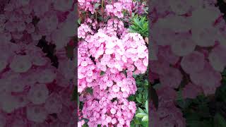 Kalmia latifolia 산월계수 nature garden spring flowers [upl. by Ecnar643]