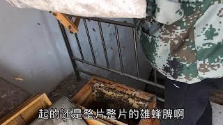 违章建筑的蜜蜂整理过后没几天就闹分蜂热，今天分蜂了帮兄弟收蜂 [upl. by Maxwell]