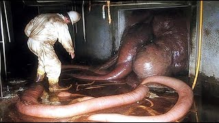 Unbelievable Chernobyl Creatures That Wont Stop Growing Due To Radiation [upl. by Abbi]