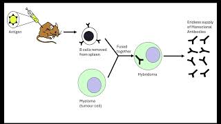 Urine testing OCR A ALevel Biology Revision 512 Excretion [upl. by Alliuqaj]