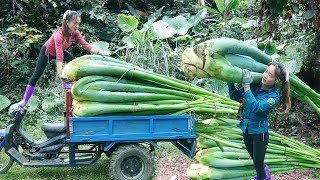 Use 3wheeled Vehicle Harvesting Taro Plants To Cook For Pigs Build Nest For Chickens To Lay Eggs [upl. by Claudell308]