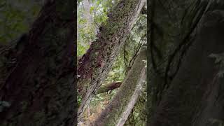 Old Growth Curvy Tree Canada pnw shorts fyp nature travel adventure motivational magical [upl. by Vachill]