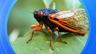 When will cicadas emerge Rare double brood emergence to bring cicadapocalypse [upl. by Yntrok886]