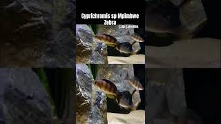 Cyprichromis sp Mpimbwe Zebra cichildworldtank cichild fishtank [upl. by Allina764]